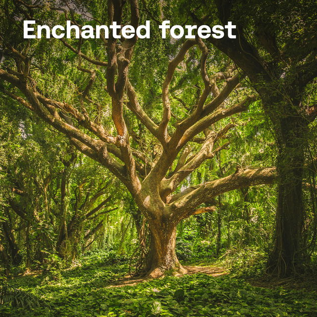 Enchanted forest cover image