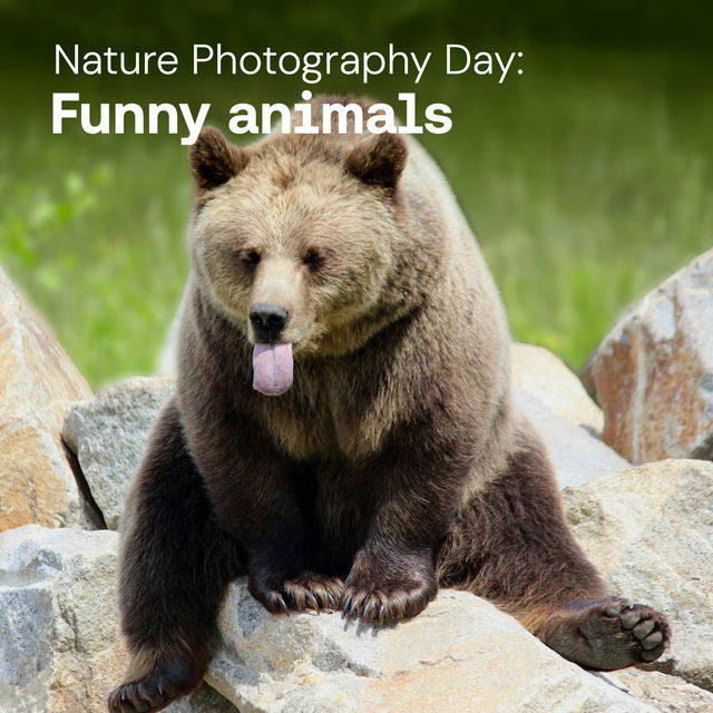 Funny animals cover image