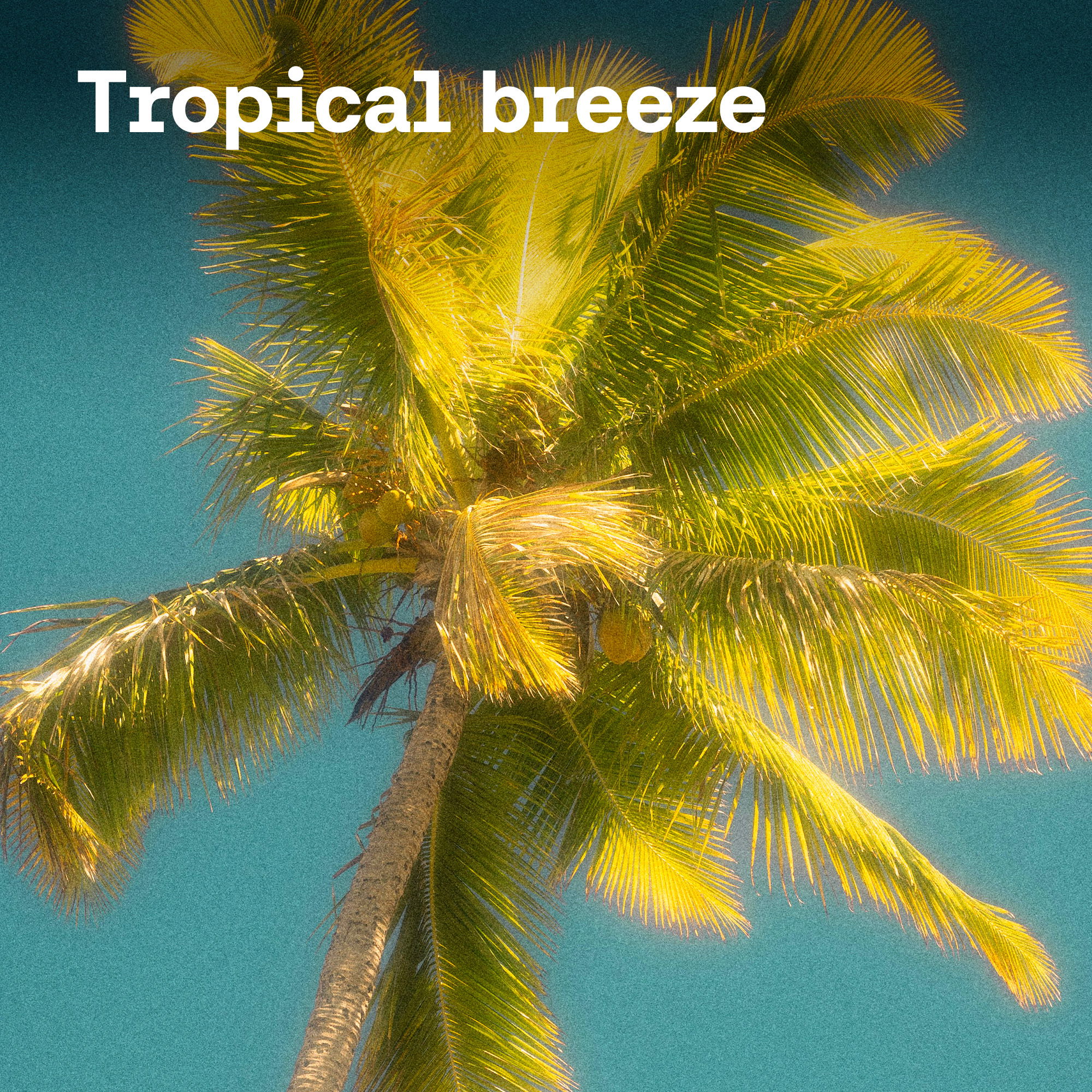 Tropical breeze