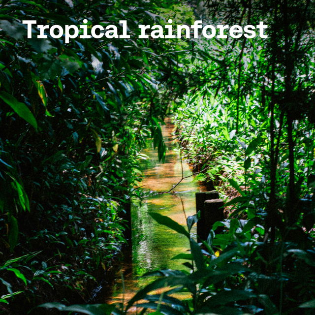 Tropical rainforest cover image
