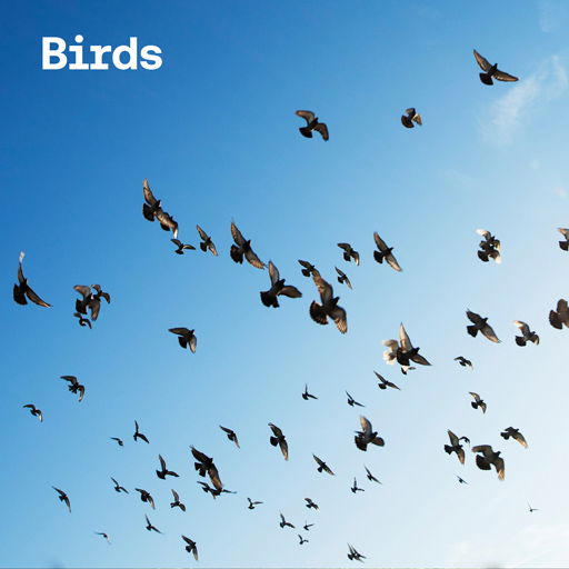 Birds