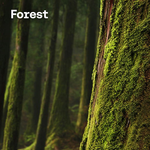 Free forest sounds cover image