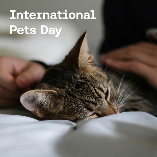 International Pets Day cover image