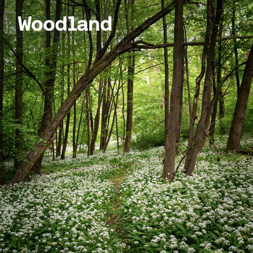 Woodland