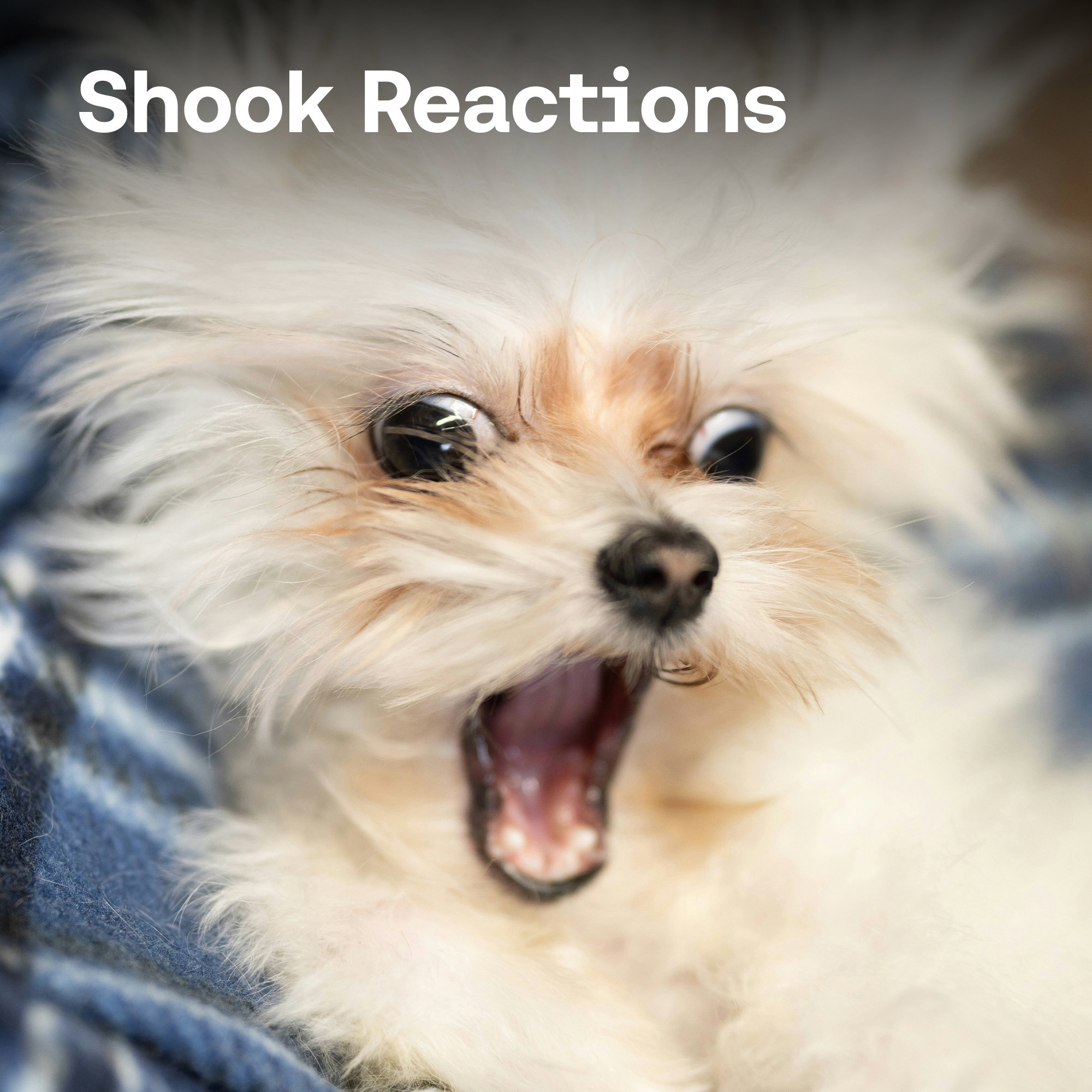 Shook Reactions