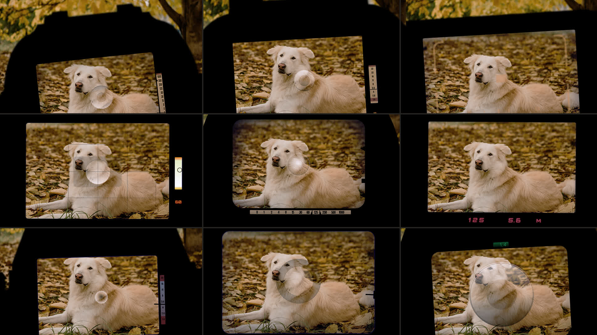 Camera Viewfinder Transitions