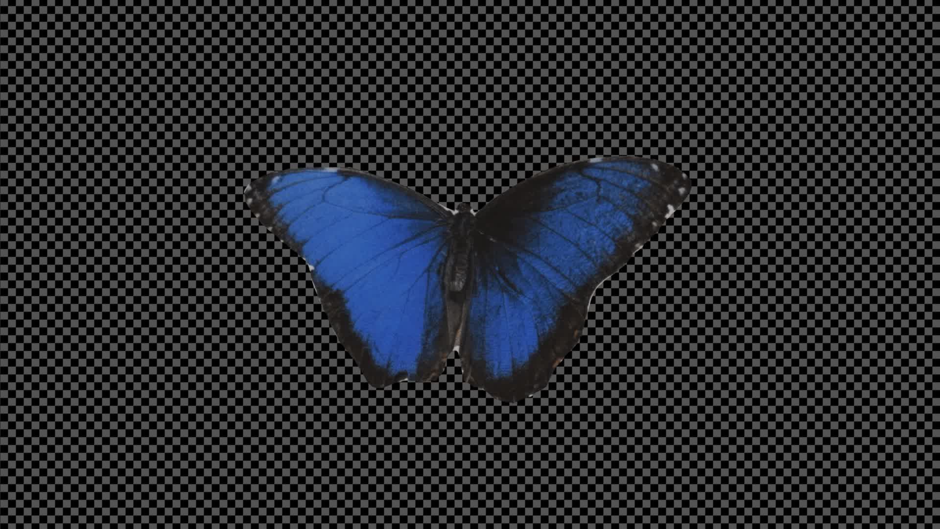 Collage Butterfly On Alpha
