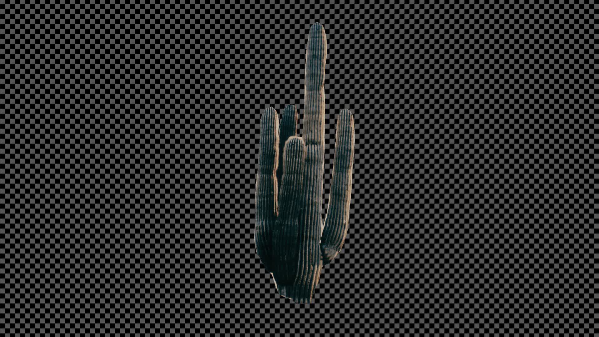 Collage Cactus On Alpha