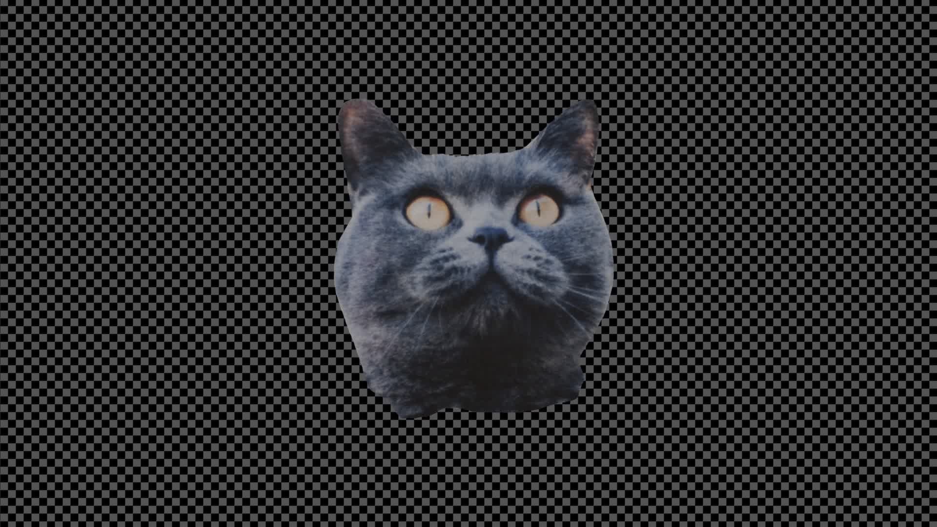 Collage Cat Head On Alpha