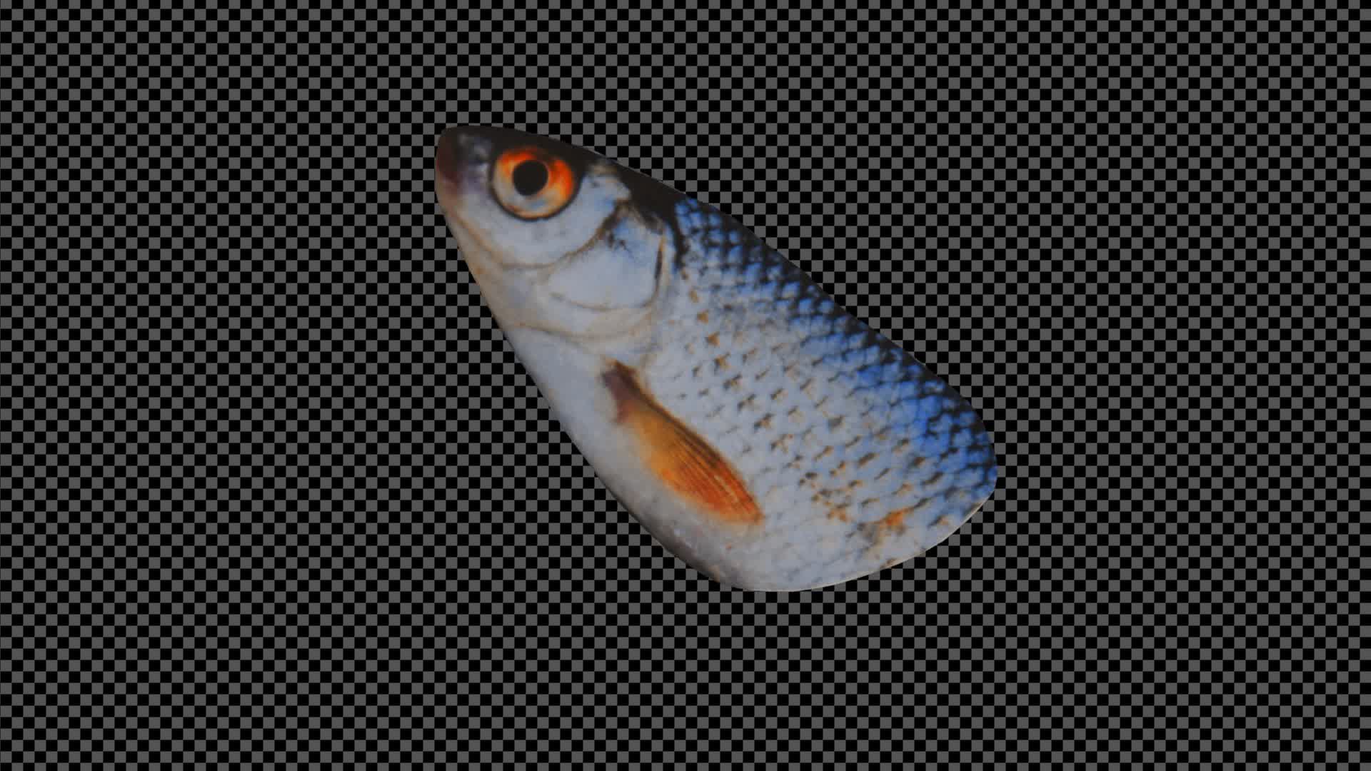 Collage Fish Head On Alpha