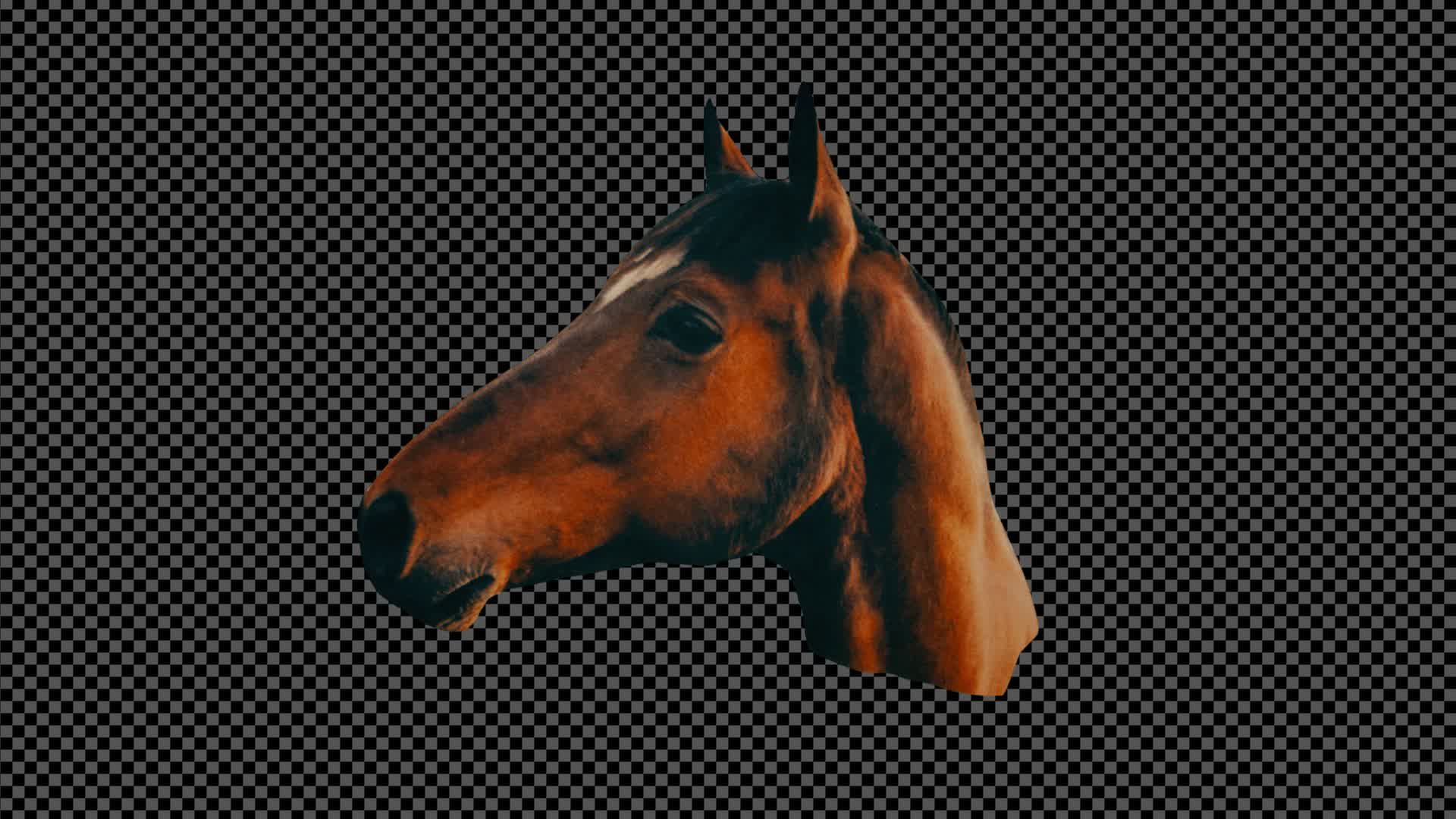 Collage Horse Head On Alpha