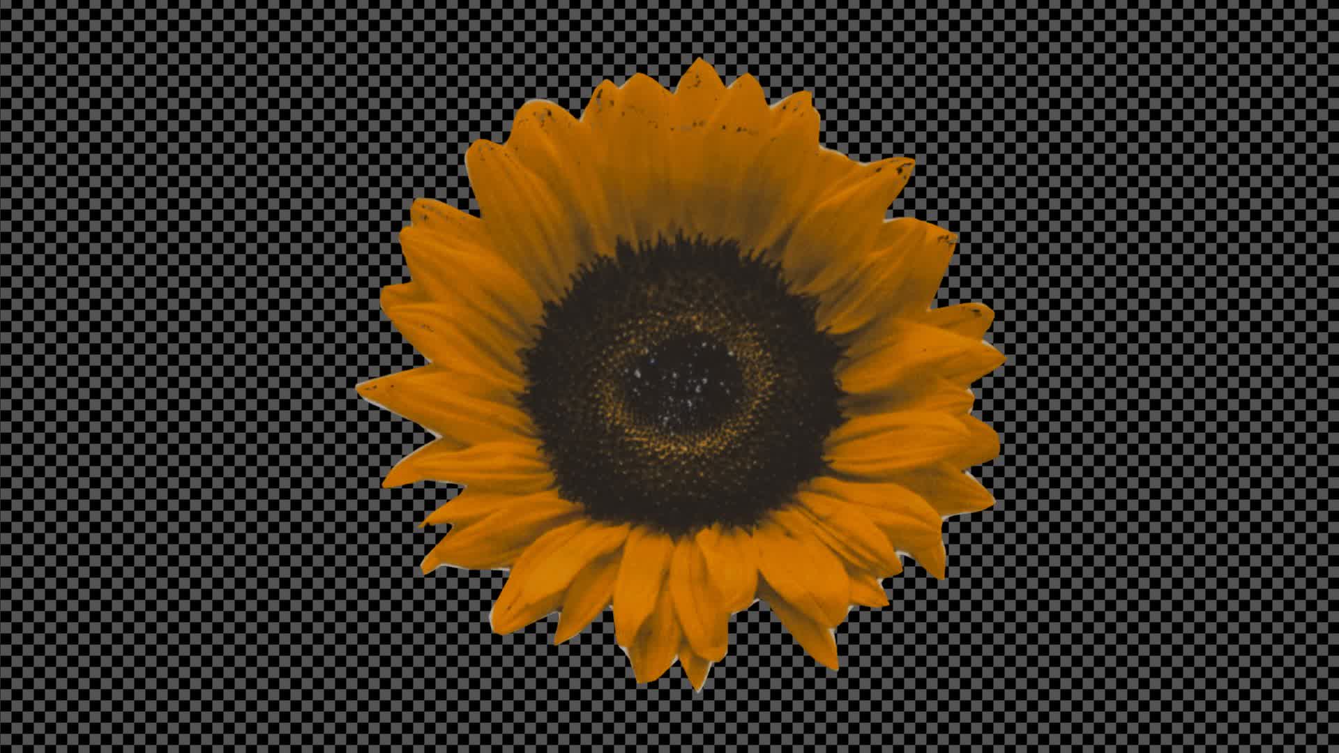 Collage Sunflower On Alpha