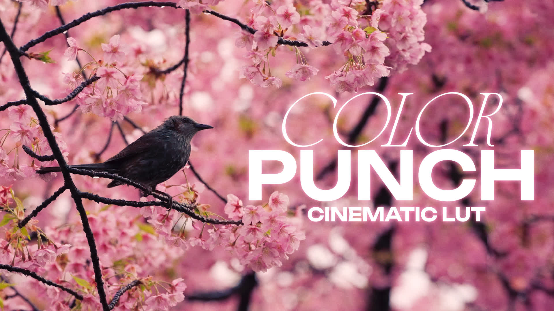 Color Punch Cinematic LUT