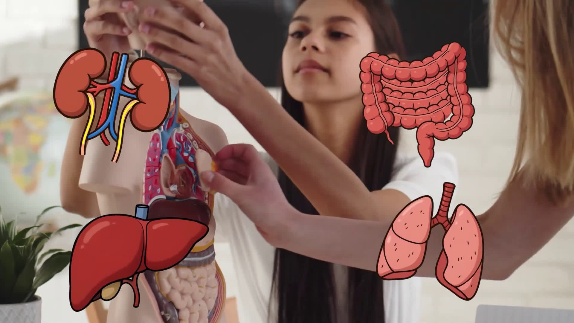 Human Anatomy Sticker