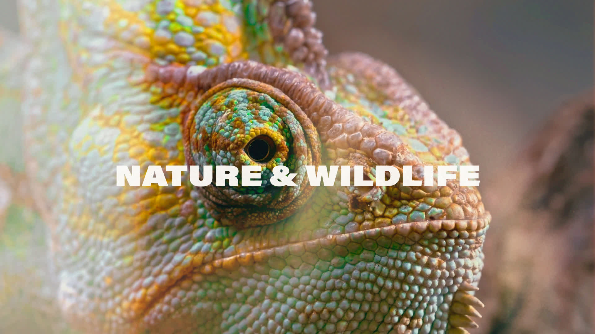 Nature And Wildlife LUTs