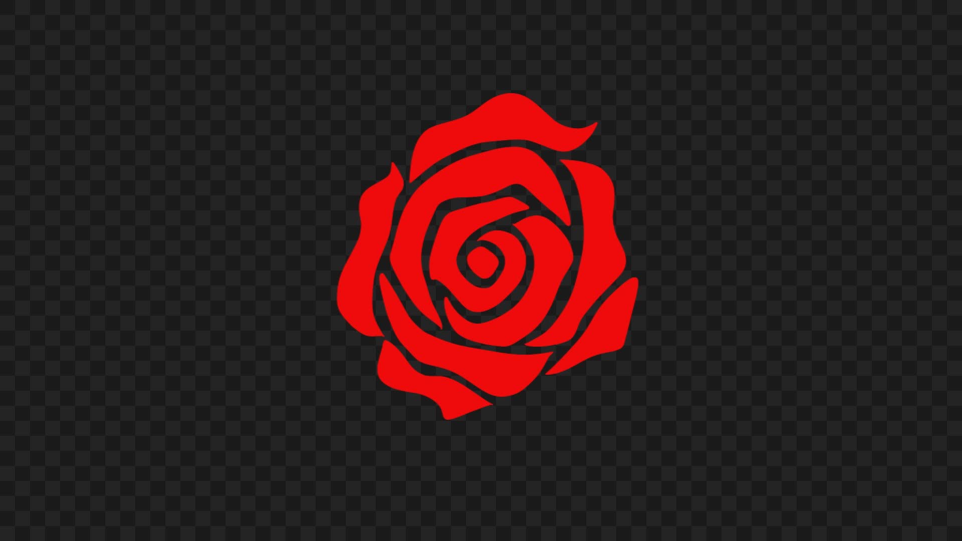 Romantic Red Rose Transition