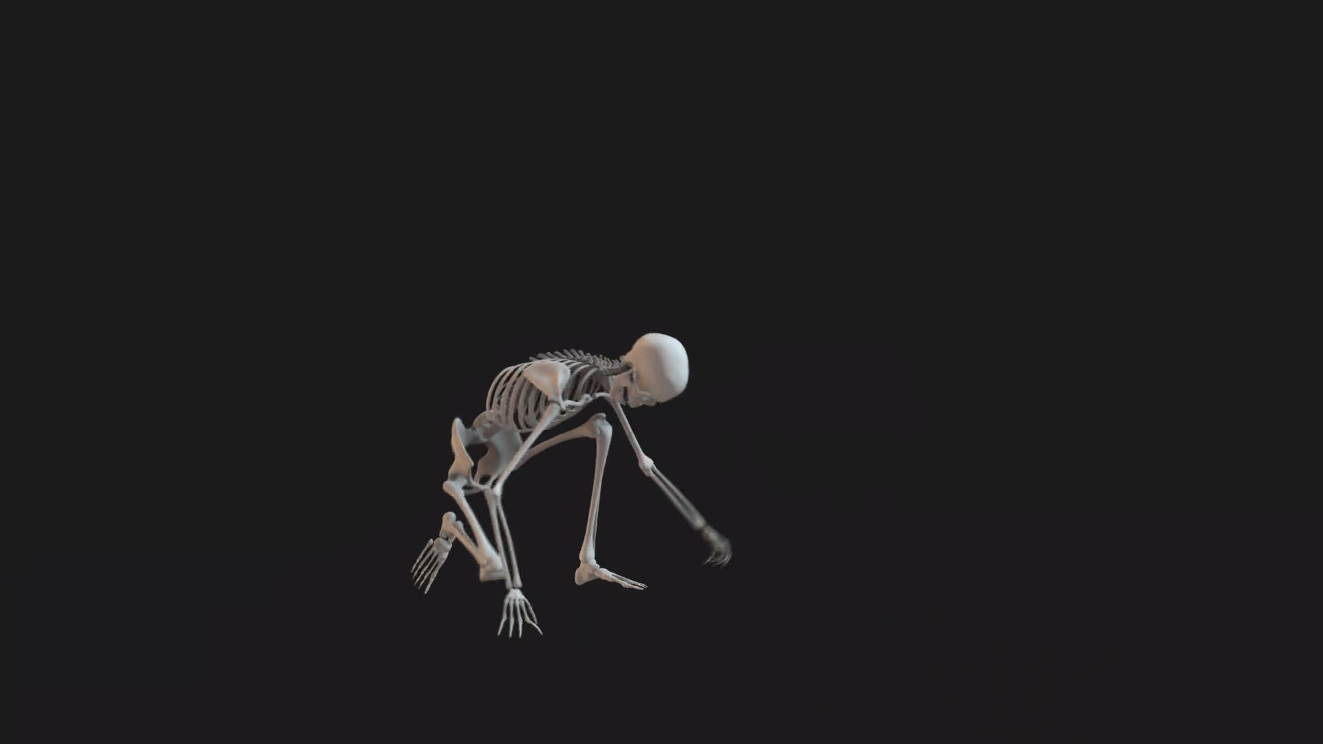 Skeleton Standing Up