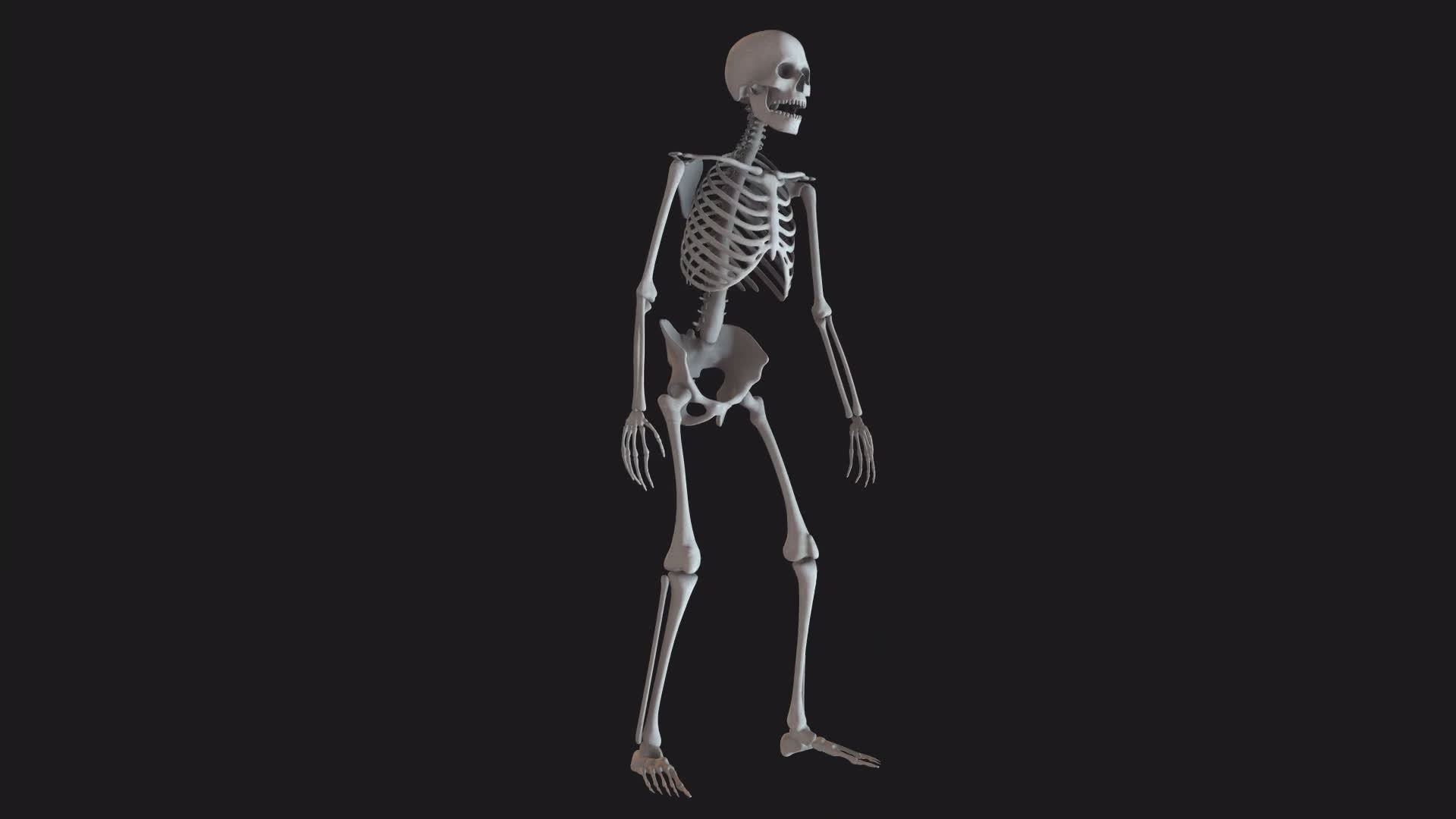 Skeleton Stood Idle Loop