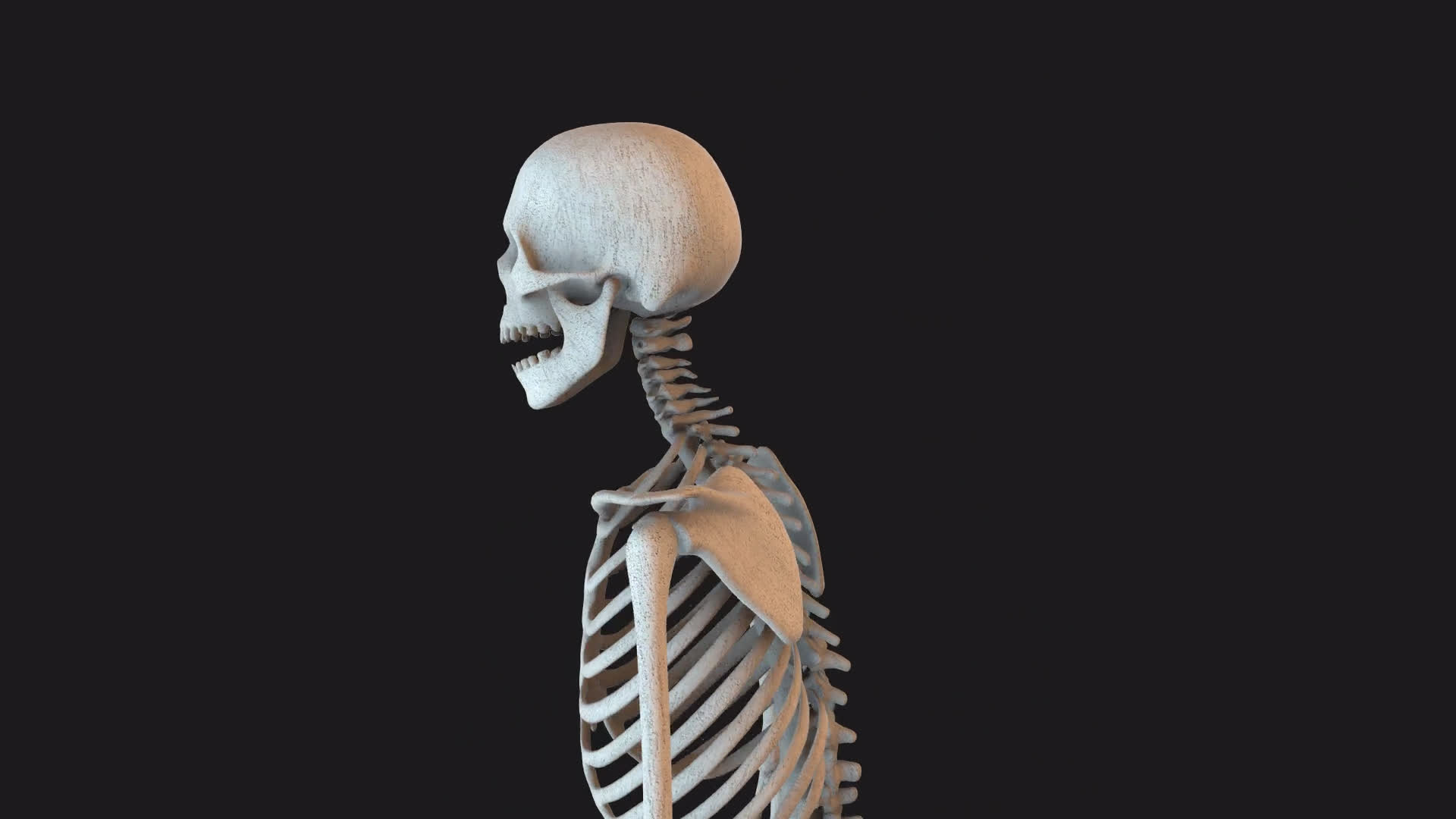 Skeleton Stood Idle Loop Spin
