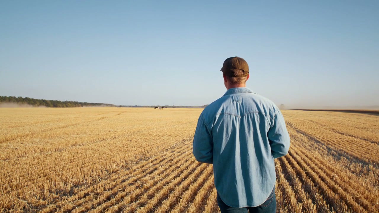 Farmer Surveys Golden Stubble Field