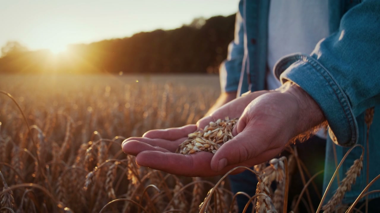 Hands Holding Wheat Grain in Golden Field