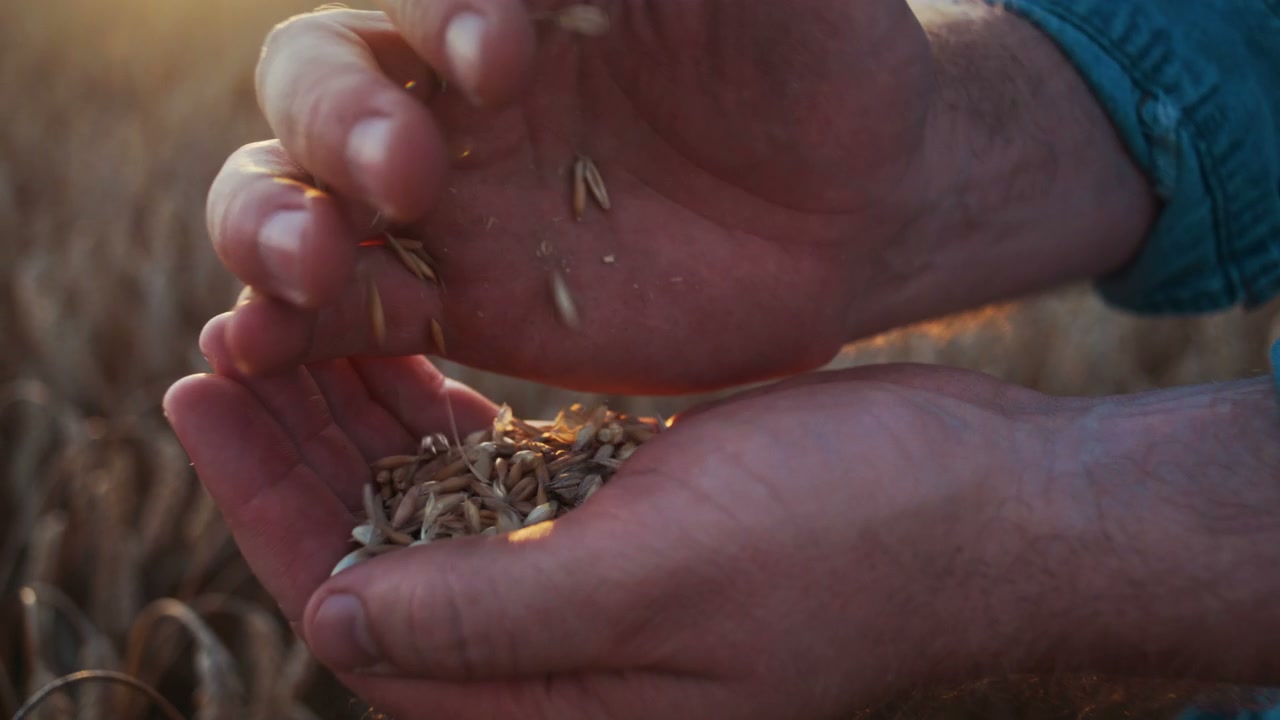 Hands Pouring Grains in Golden Wheat Field