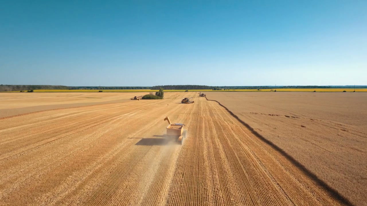 Combine Harvesters Harvesting Golden Wheat Field