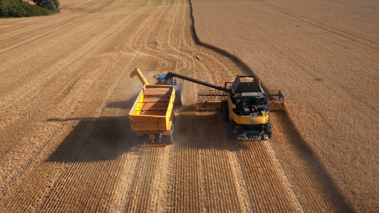 Combine Harvester Working in Golden Grain Field