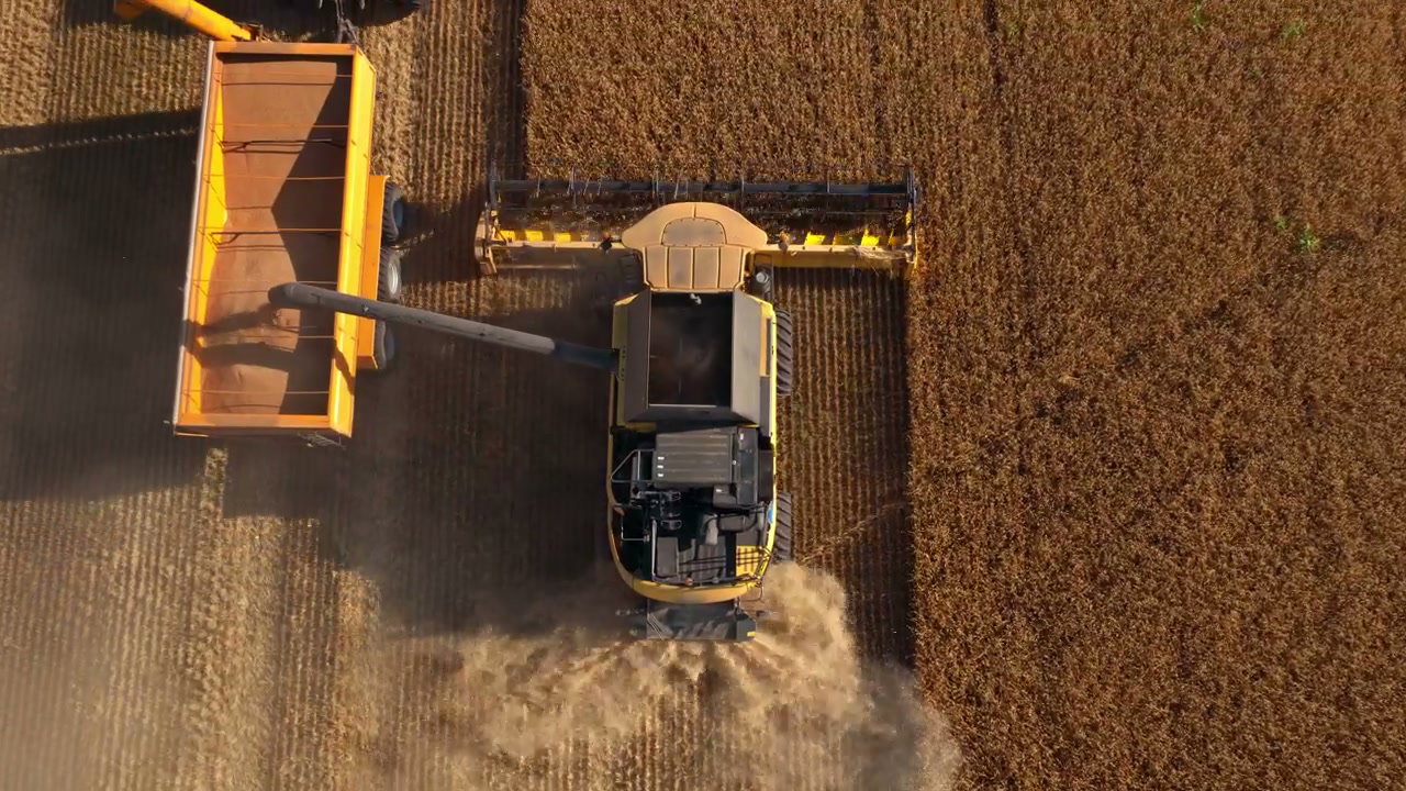 Aerial Combine Harvester Harvesting Golden Field