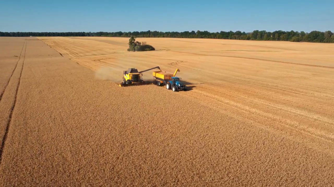 Combine Harvester in Wheat Field Harvest