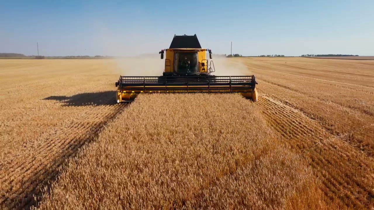 Combine Harvester Harvesting Golden Wheat Field