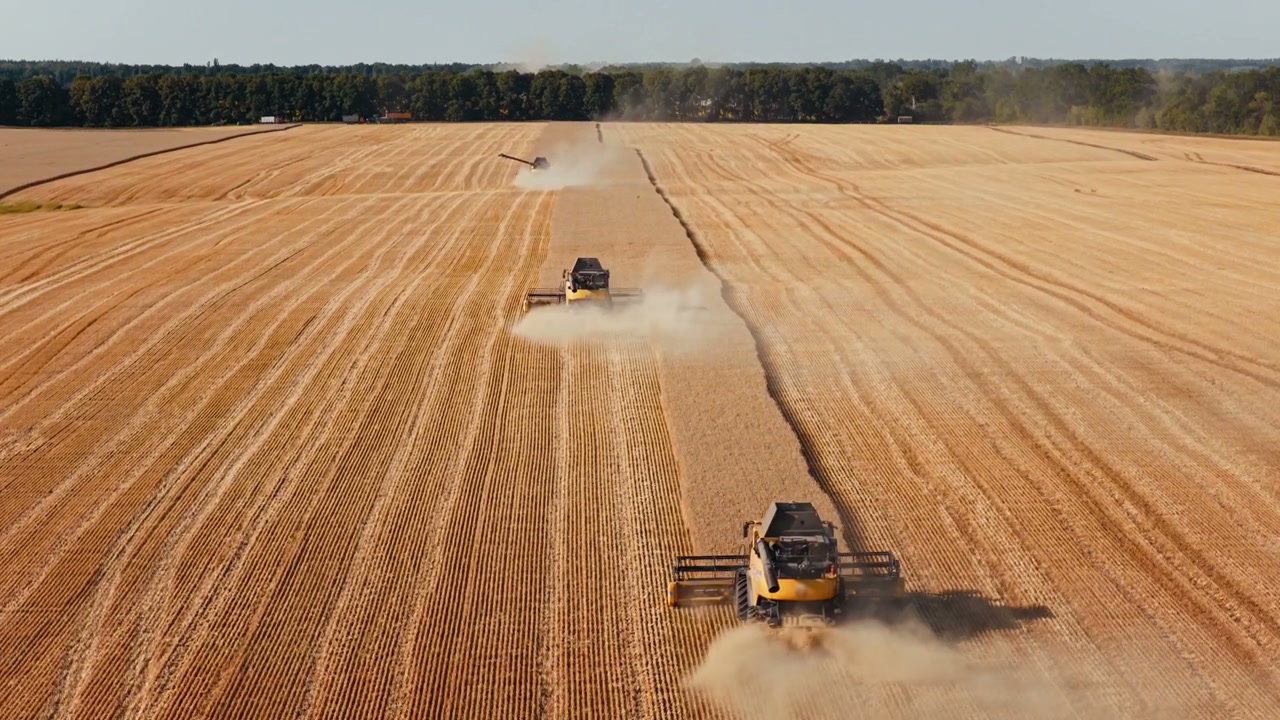 Combines Harvesting Golden Wheat Field