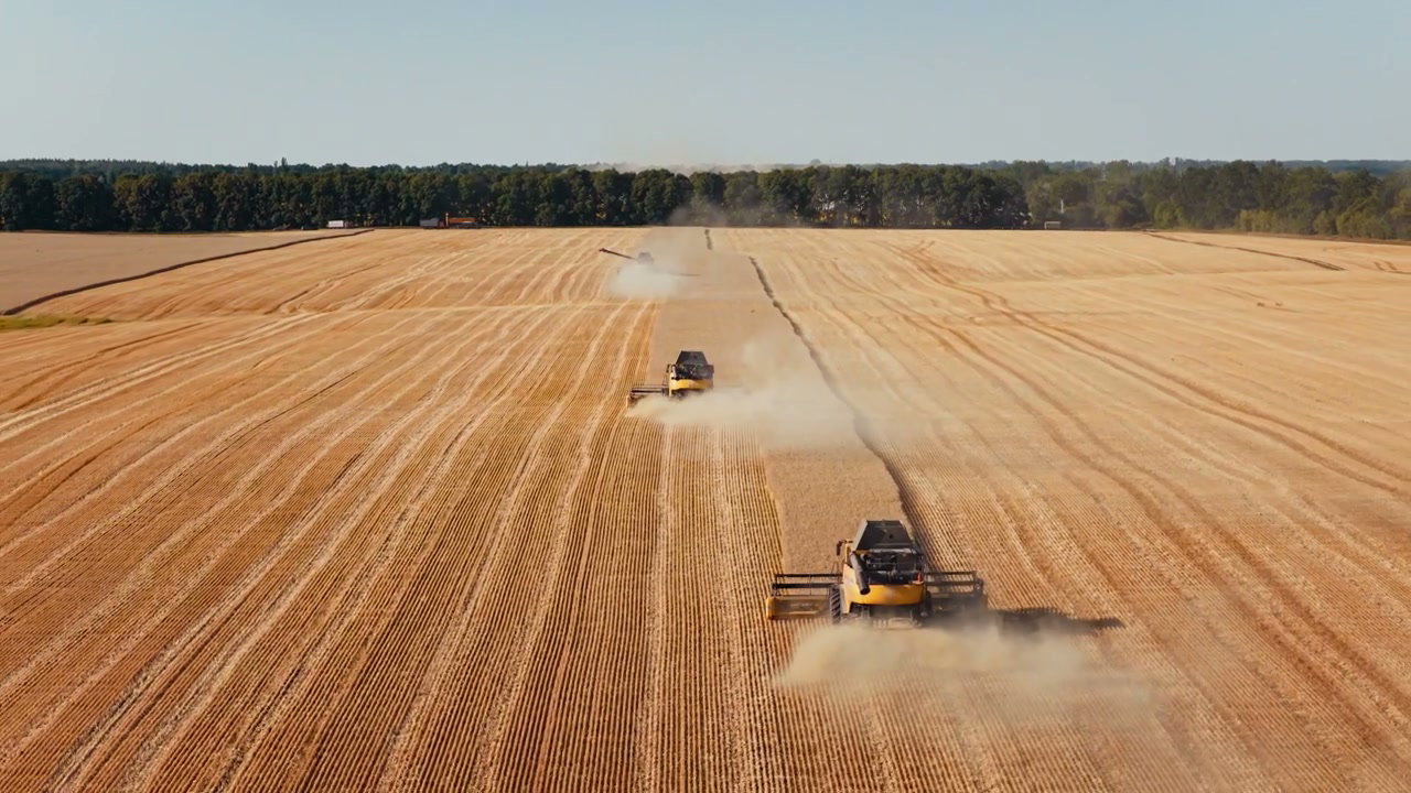 Combine Harvesters Working in Golden Wheat Field