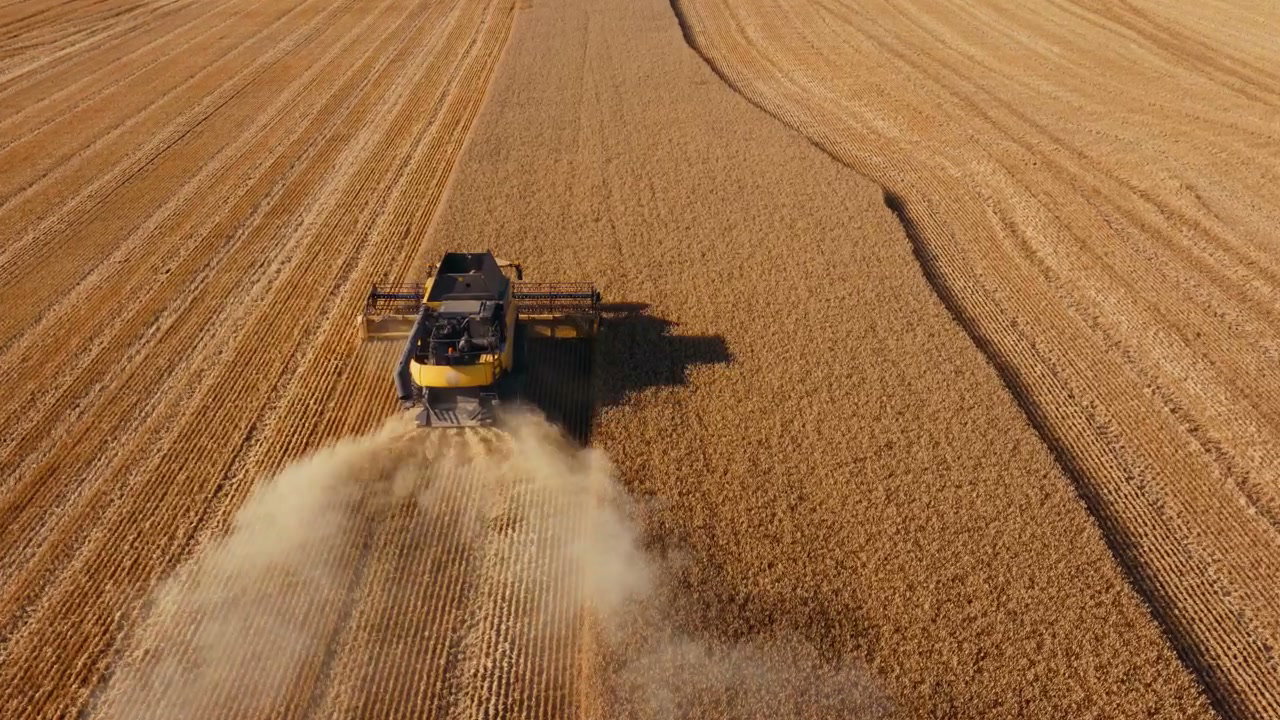 Combine Harvester Harvesting Wheat Field