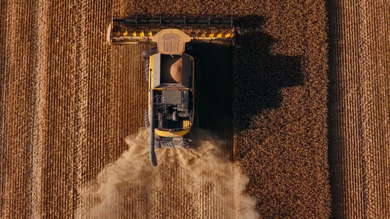 Combine Harvesting Golden Wheat Field