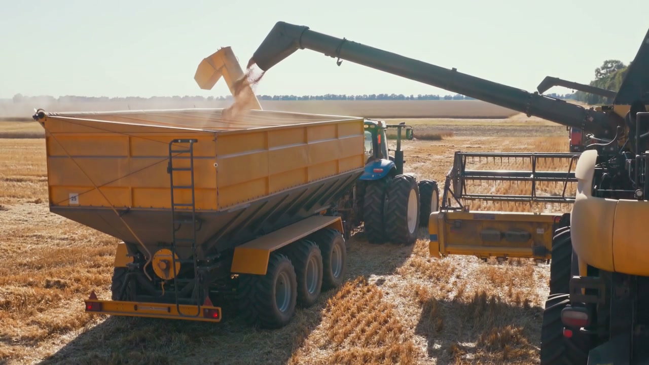 Combine Harvester Unloading Wheat Grain