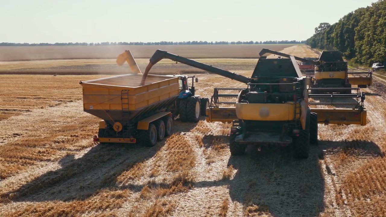 Combine Harvester Unloading Grain in Field