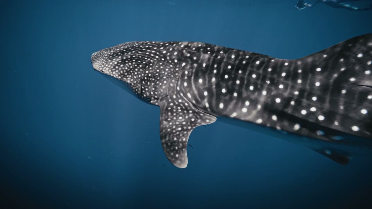 Whale Shark Swimming in Blue Ocean