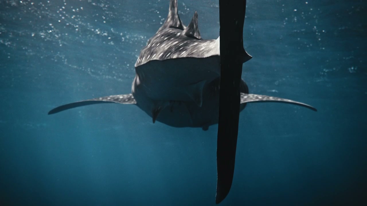 Whale Shark Swimming Underwater