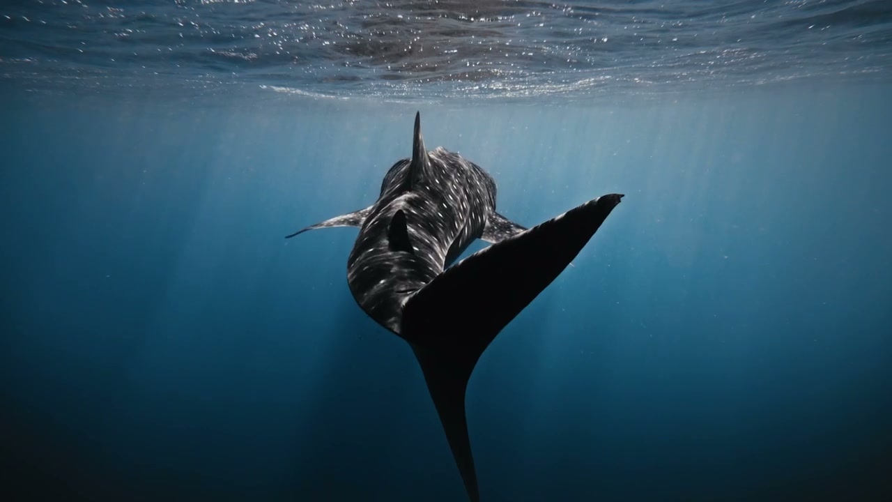 Whale Shark Swimming Gracefully Underwater