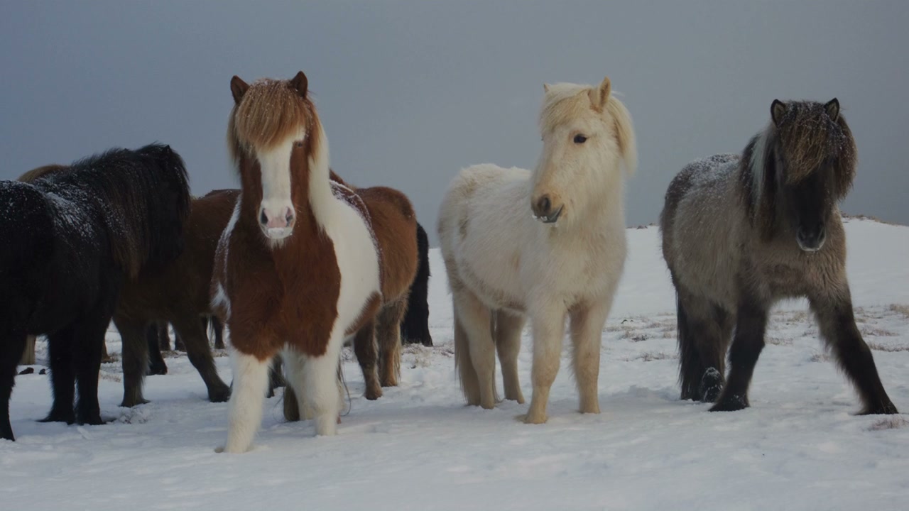 Icelandic Horses Standing in Falling Snow