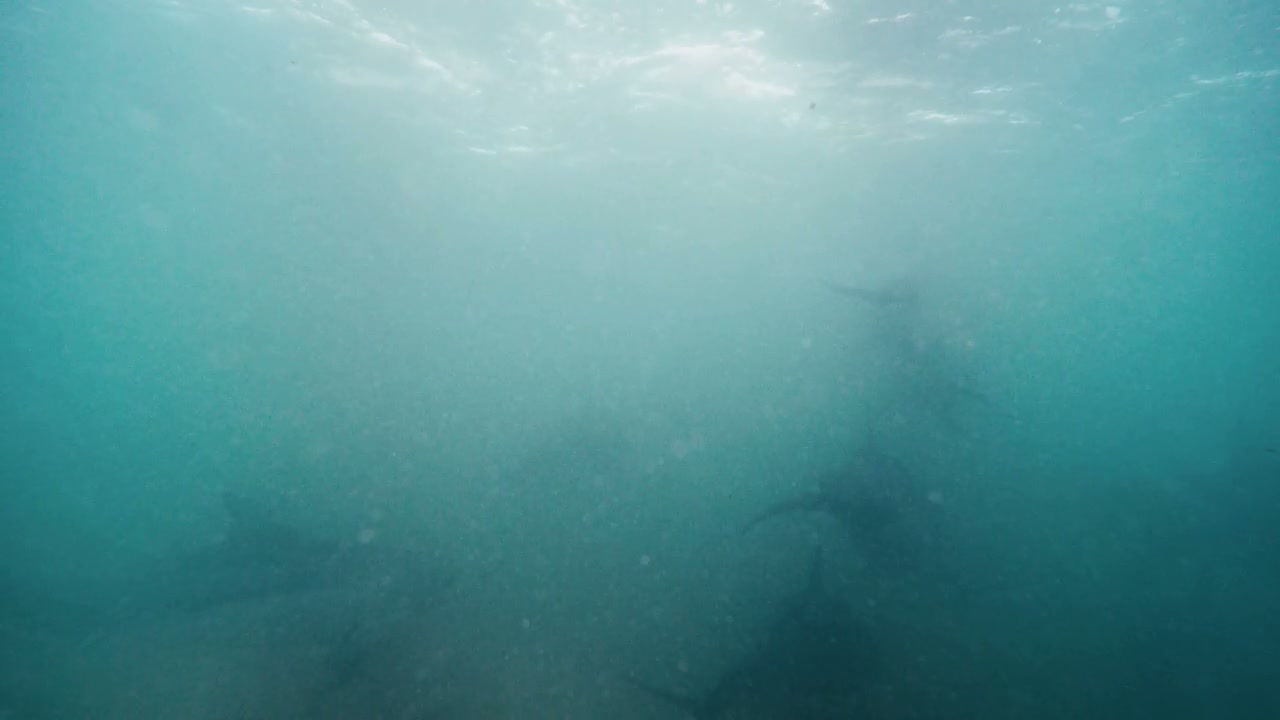 Dolphins Swimming Underwater
