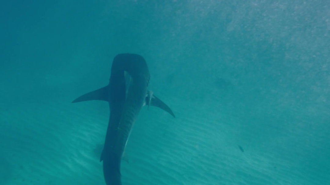 Free Shark Stock Videos • Uppbeat