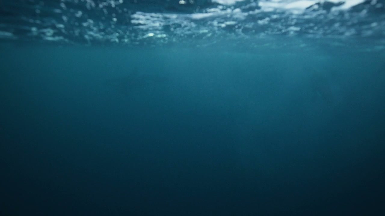 Orcas Swimming Deep Underwater in Ocean
