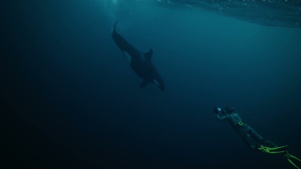 Free Diver Encountering Killer Whale Underwater