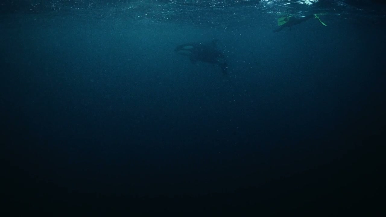 Snorkeler with Orca in Arctic Waters