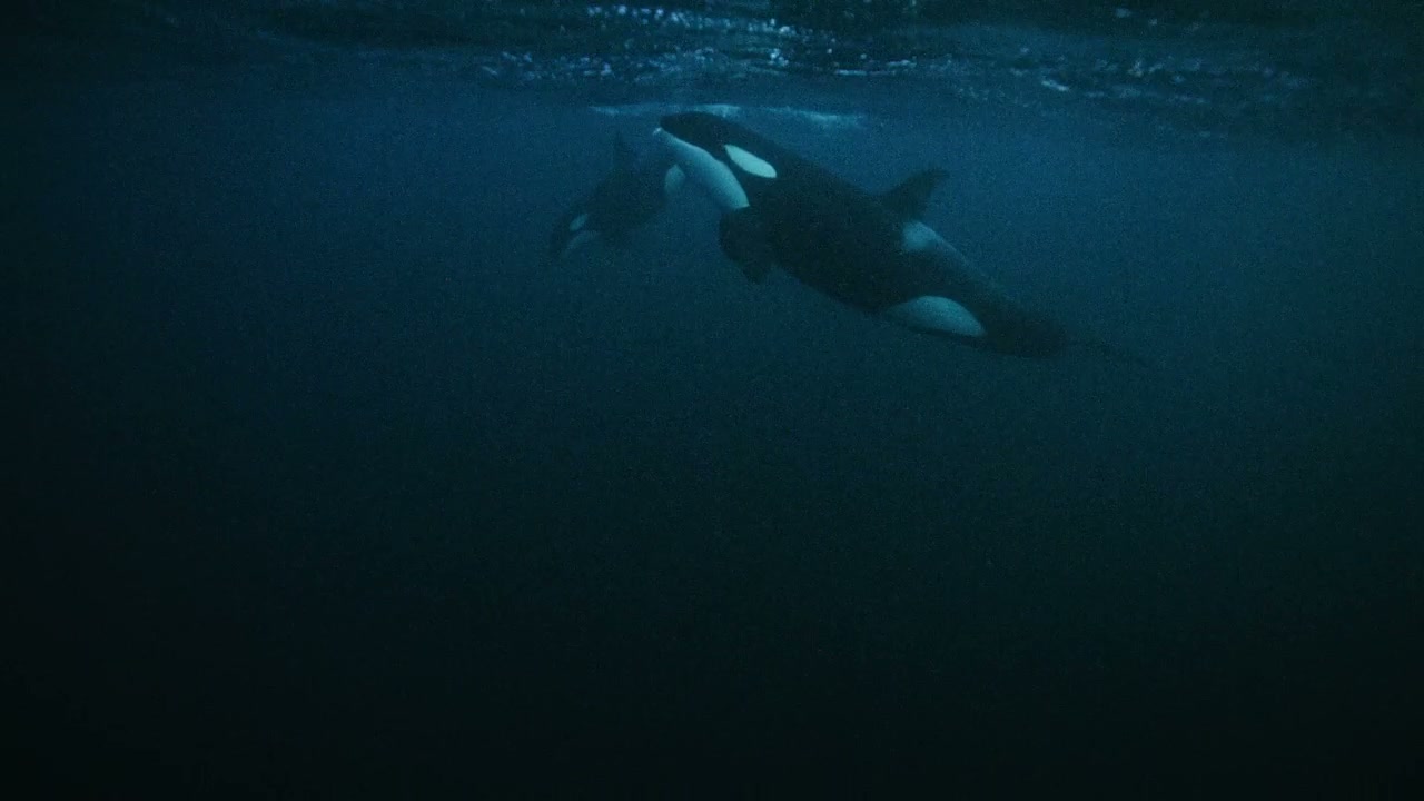Orcas Swimming Underwater in Arctic Sea