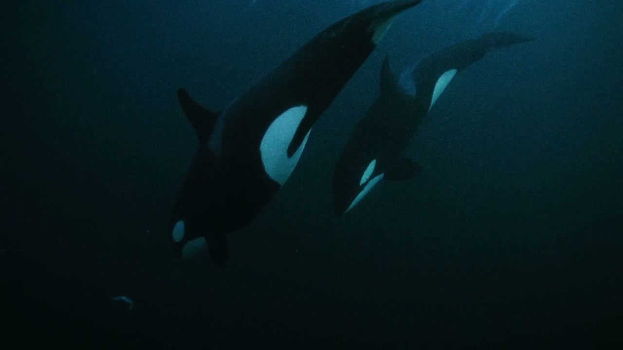 Orcas Swimming Underwater in Dark Arctic Ocean