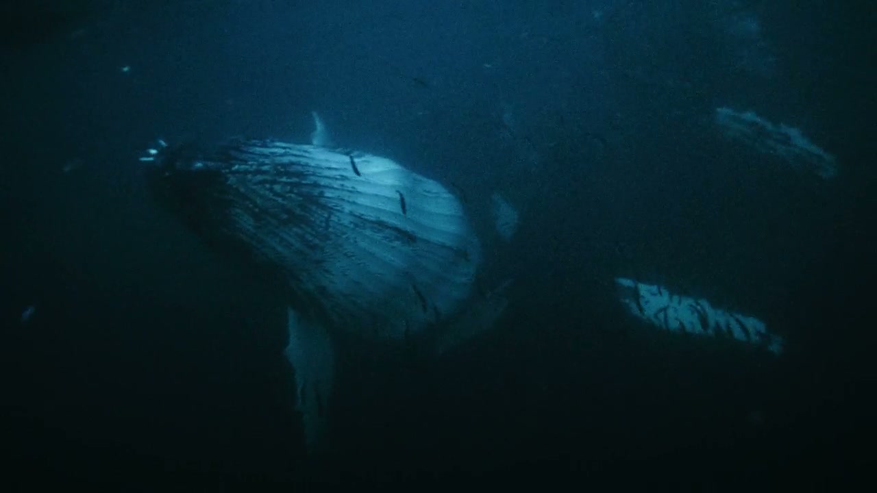 Large Humpback Whale with Diver Underwater