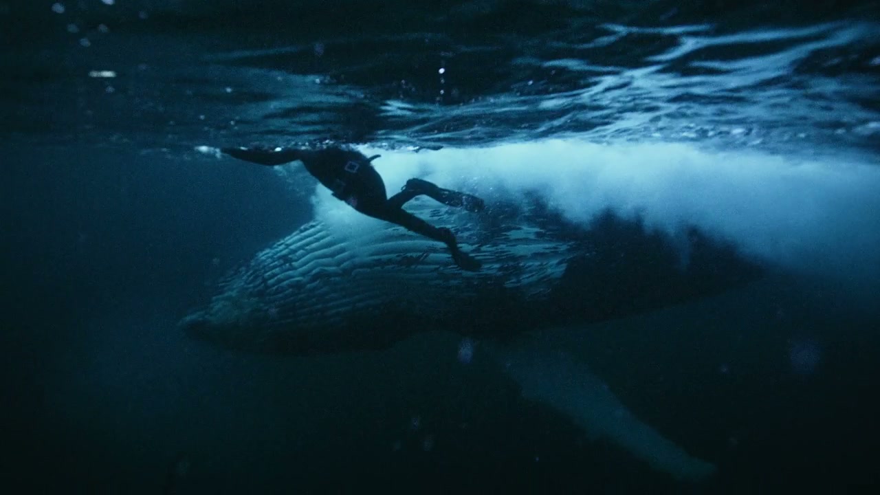 Diver Swimming Near Humpback Whale Underwater